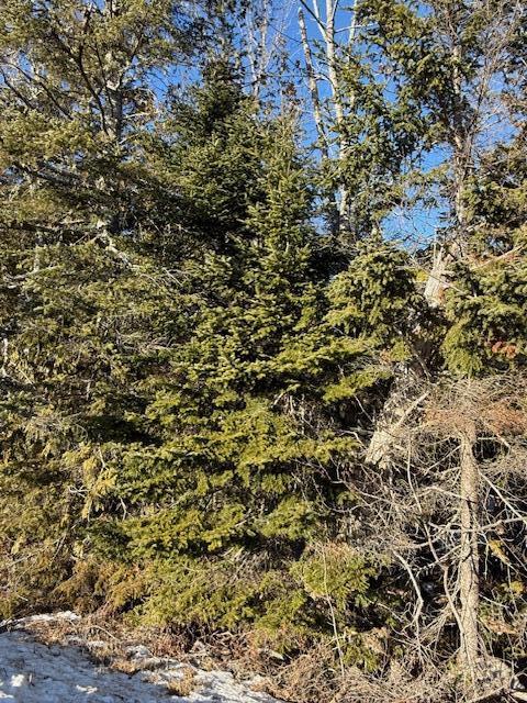 Lot 31 Gin Cove Road Perry, ME 04667 - Photo 10 of 18 IMG_0469 (1)