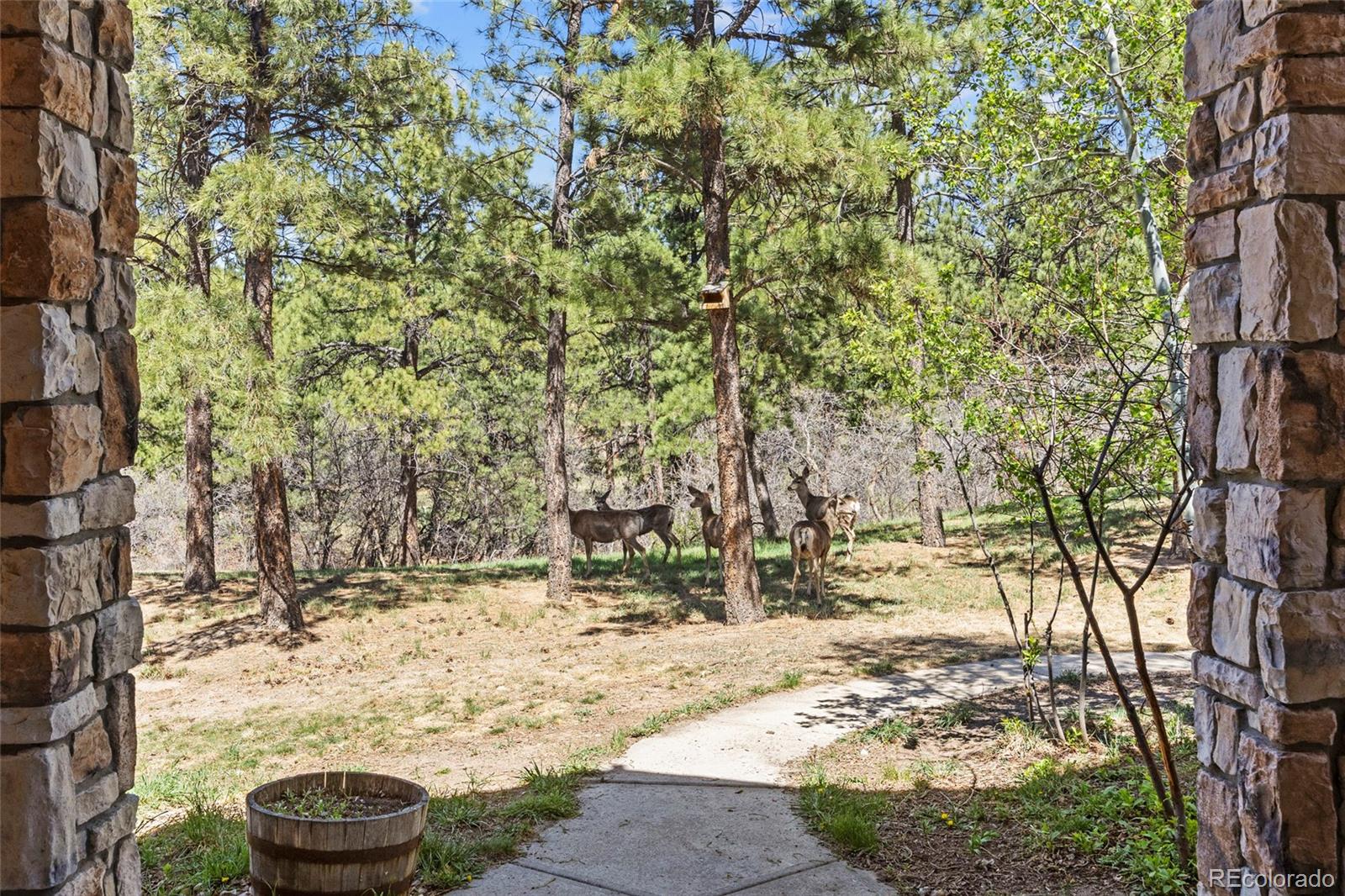 9676 South Perry Park Road Larkspur, CO 80118 - Photo 4 of 50