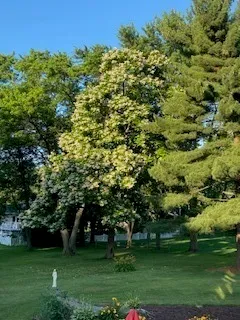 $519,900 | 120 Apple Avenue, Lemont, IL 60439