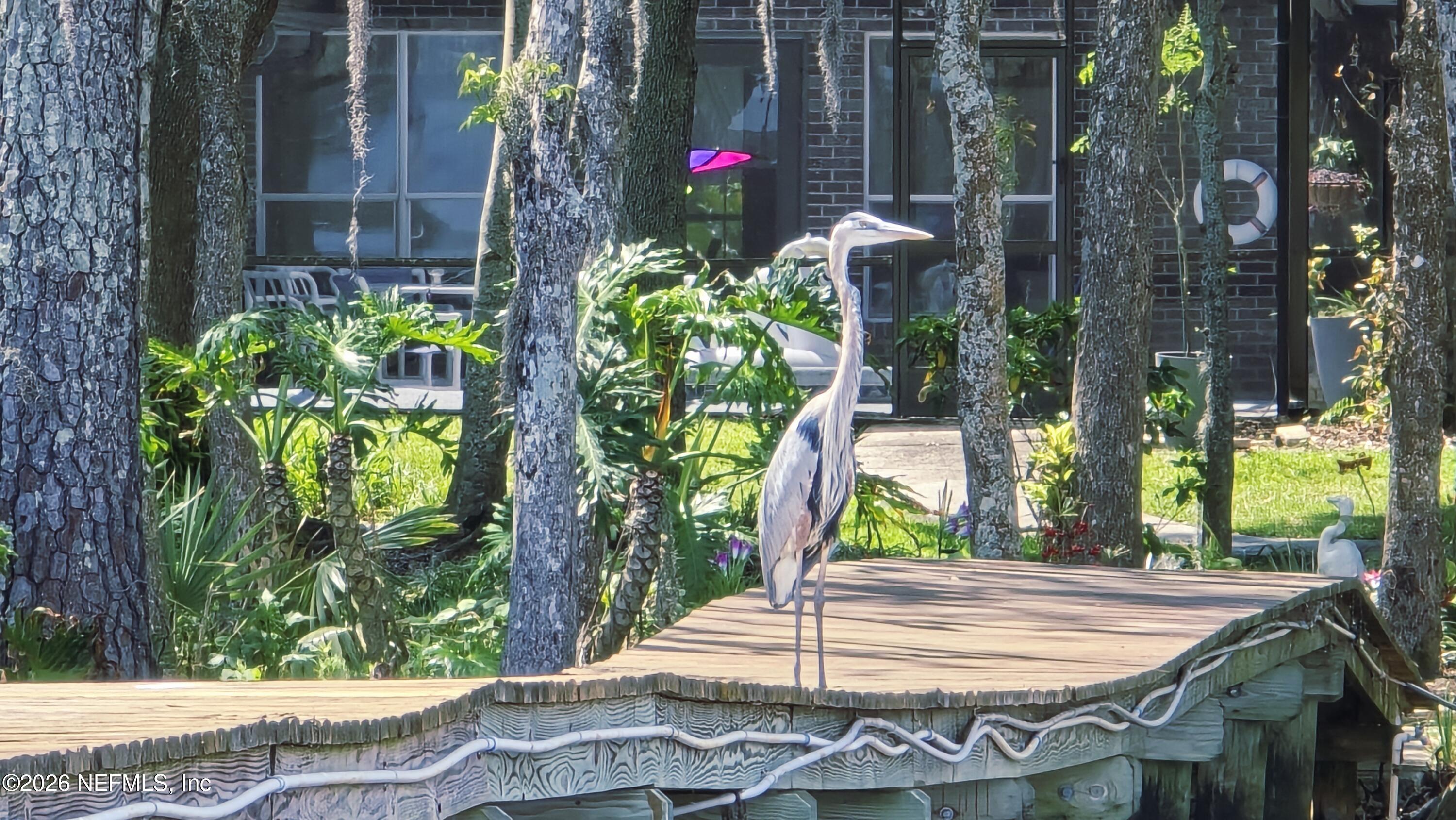 3154 Nautilus Road Middleburg, FL 32068 - Photo 56 of 61 Great Birding!