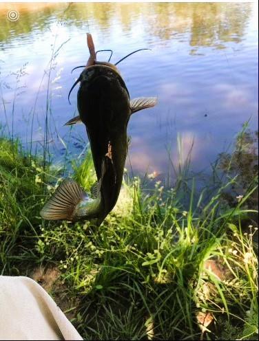 783 County Road 4420 Whitewright, TX 75491 - Photo 22 of 40 a close up of a flower in a garden