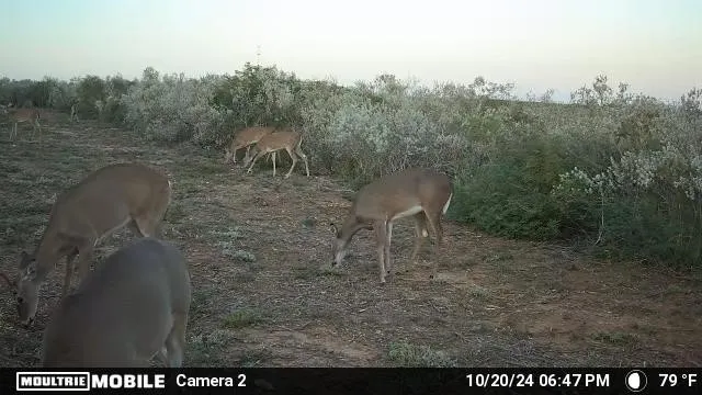 $115,000 | 44 Ranch South Tr, San Diego, TX 78384