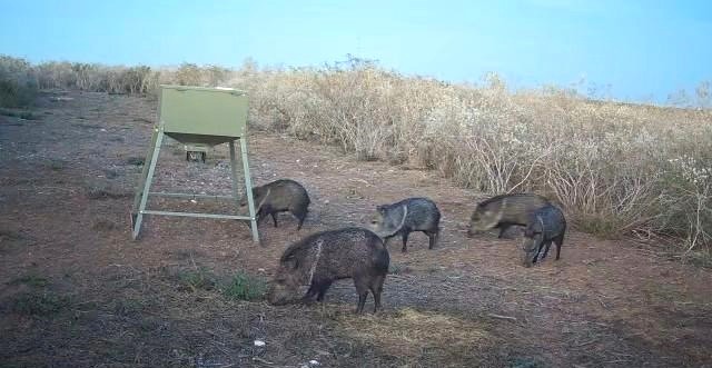 44 Ranch South Tr San Diego, TX 78384 - Photo 9 of 11 a view of a couches in the patio with a yard
