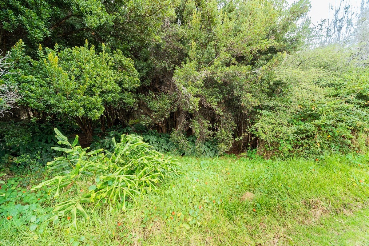 243 Pukeawe Circle Volcano, HI 96785 - Photo 7 of 16 a view of a garden