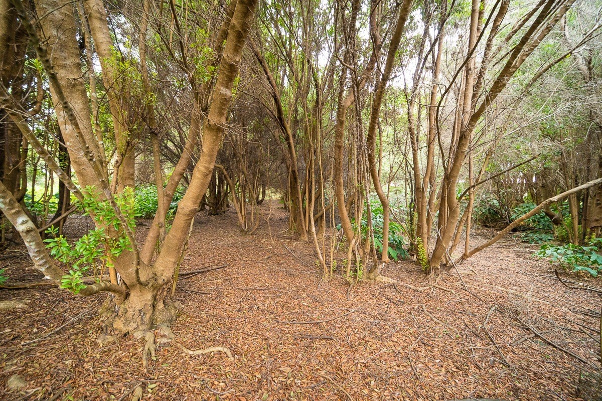 243 Pukeawe Circle Volcano, HI 96785 - Photo 8 of 16 a view of backyard with green space