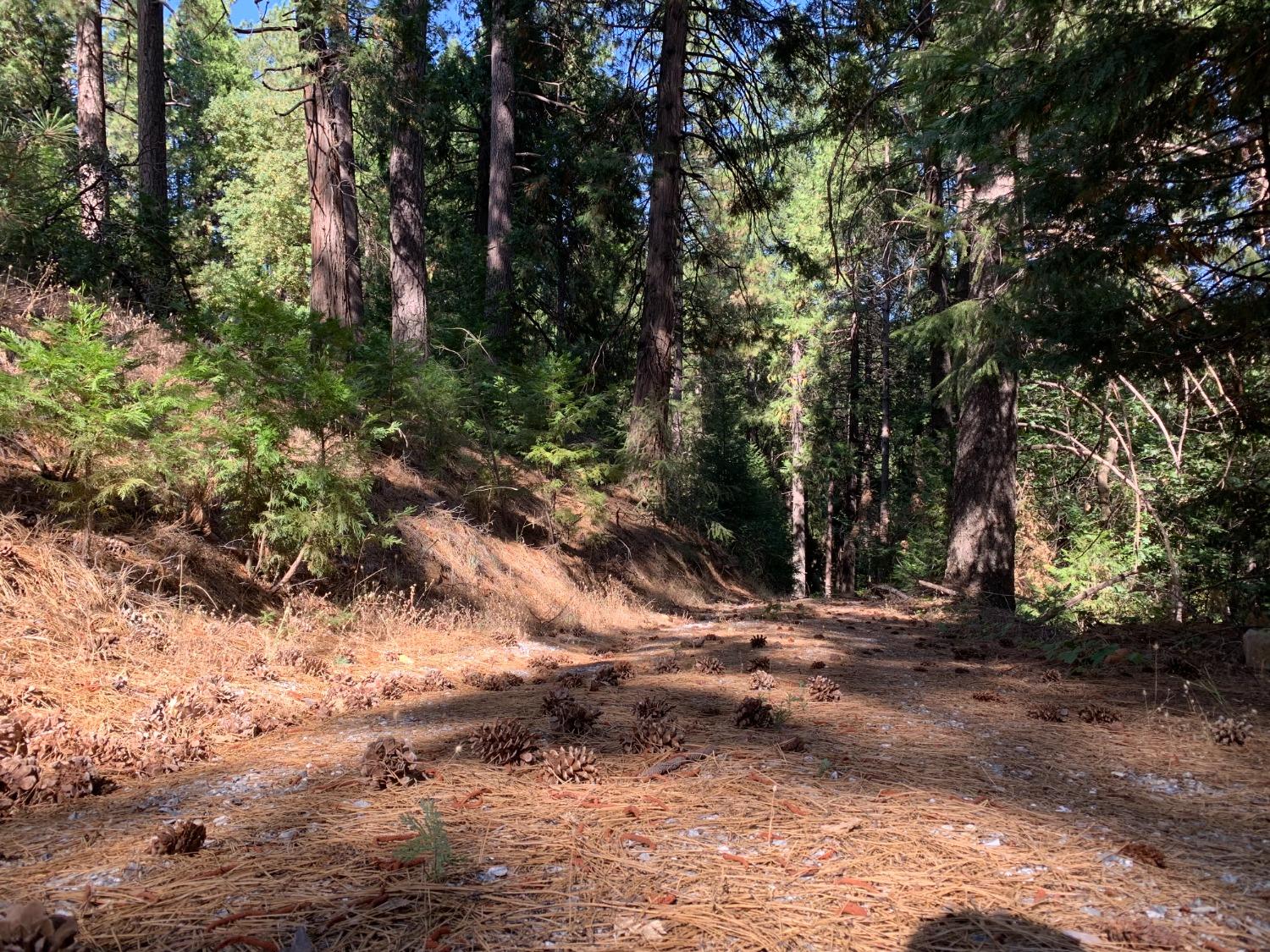 5727 Starkes Grade Road Pollock Pines, CA 95726 - Photo 15 of 31 a view of dirt yard with a tree
