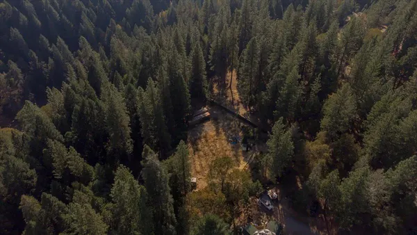 a view of a yard with plants and large trees