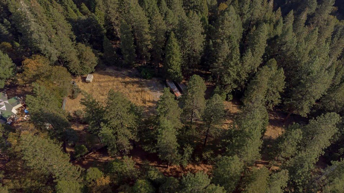 5727 Starkes Grade Road Pollock Pines, CA 95726 - Photo 26 of 31 a view of a forest with a tree