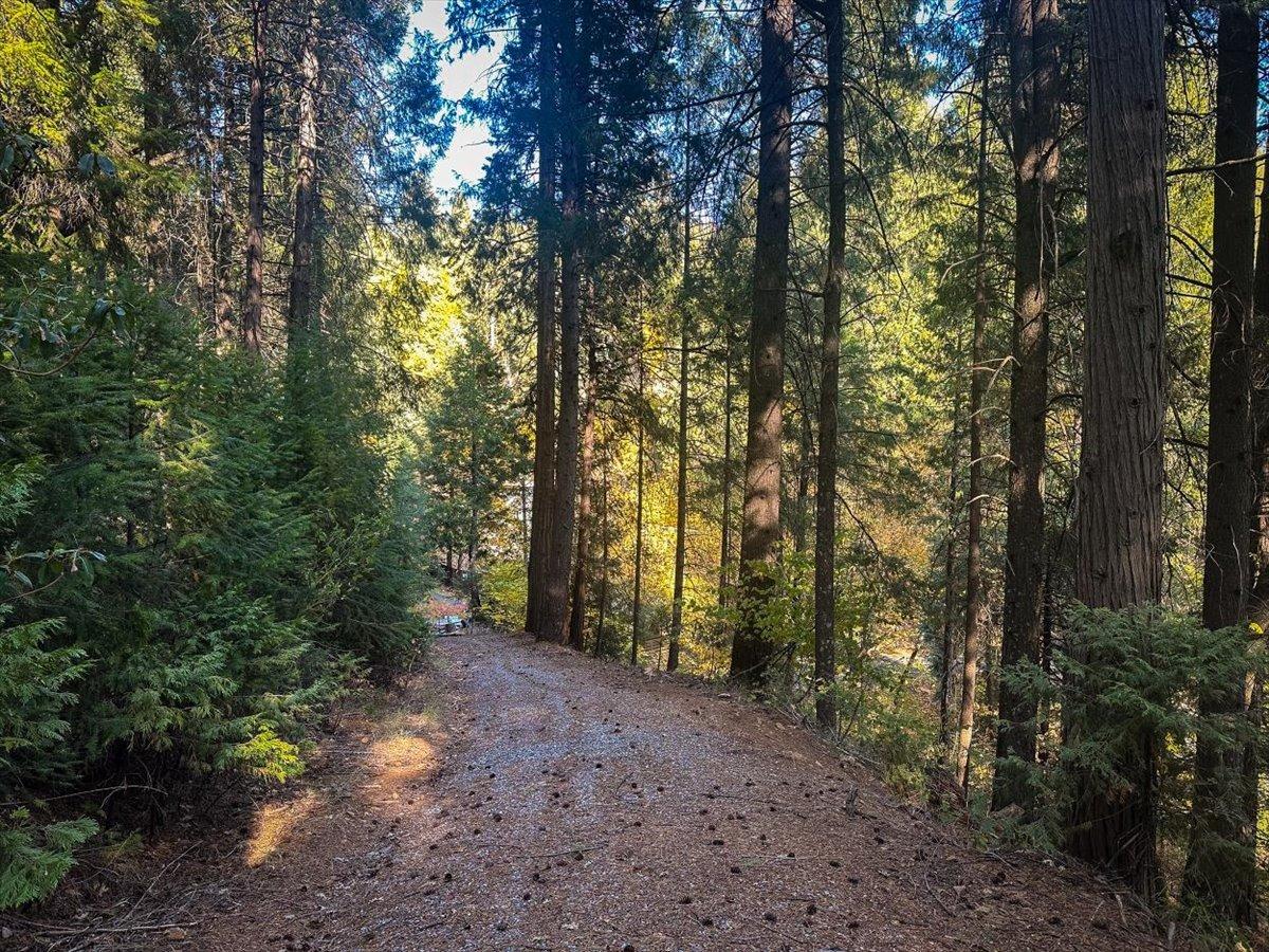 5727 Starkes Grade Road Pollock Pines, CA 95726 - Photo 28 of 31 a view of a forest with trees in the background