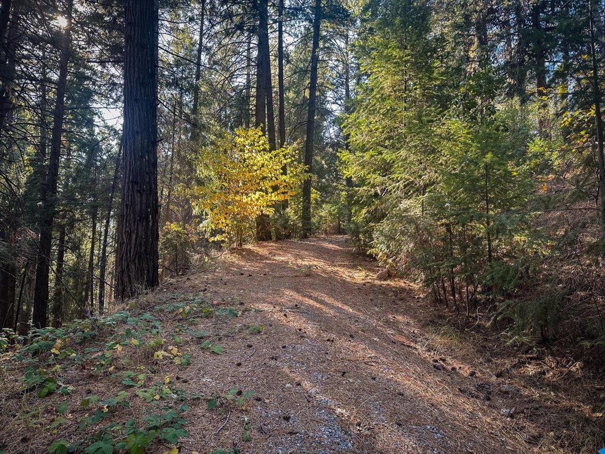 5727 Starkes Grade Road Pollock Pines, CA 95726 - Photo 30 of 31 a view of a yard with trees