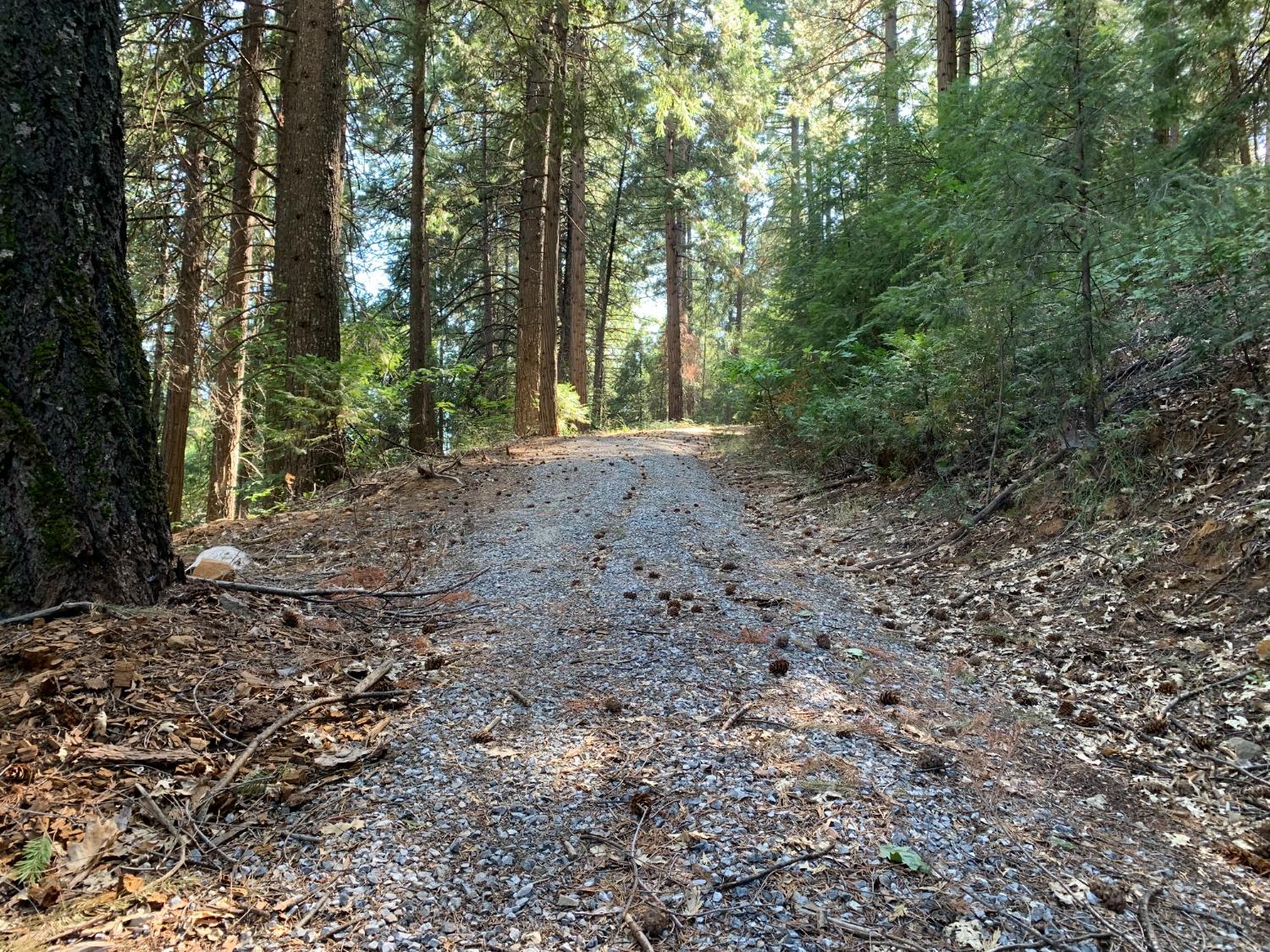 5727 Starkes Grade Road Pollock Pines, CA 95726 - Photo 3 of 31 a view of a forest with trees in the background