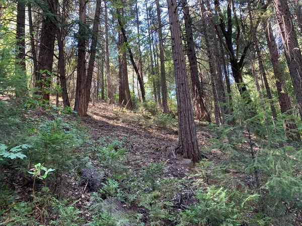a view of a forest that has large trees