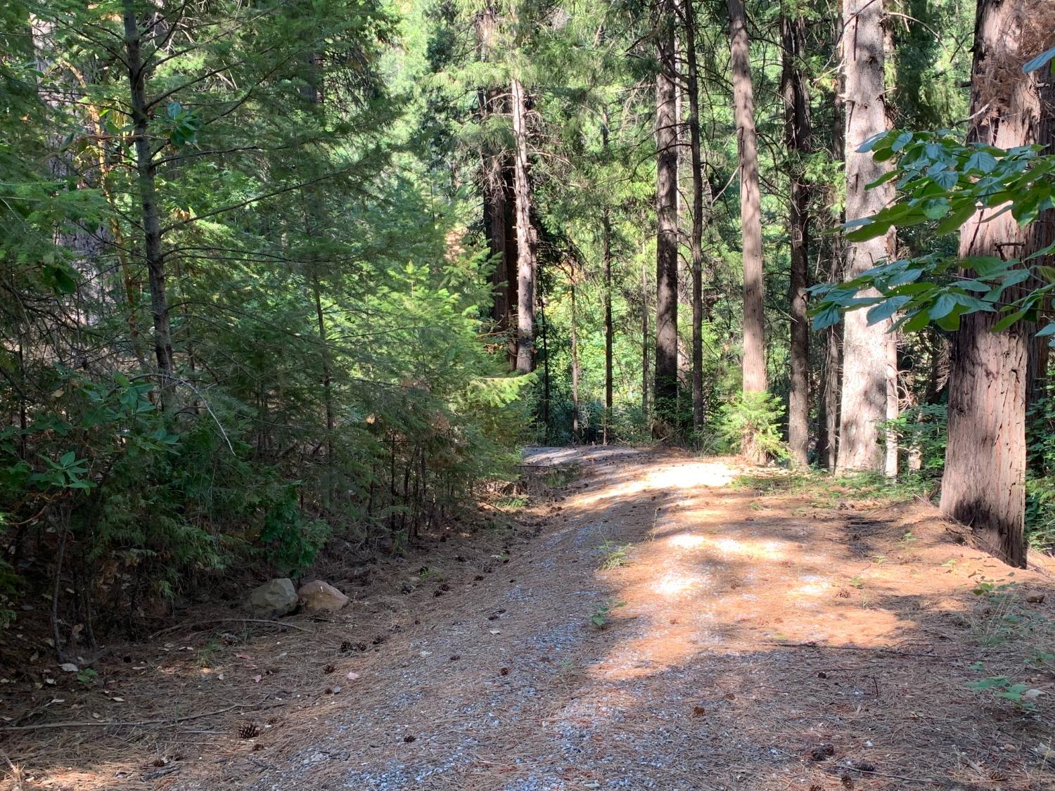 5727 Starkes Grade Road Pollock Pines, CA 95726 - Photo 5 of 31 a view of a yard with plants and trees