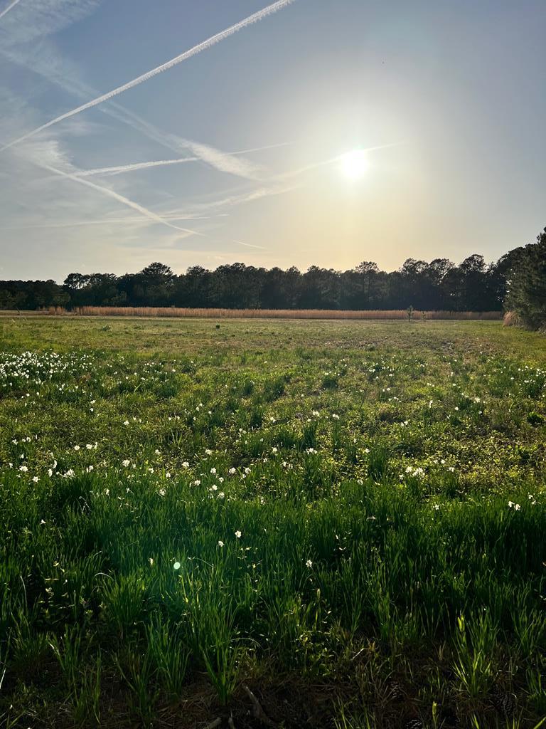 Lot 122 Evergreen Road, Unit 122 Hacksneck, VA 23358 - Photo 1 of 2