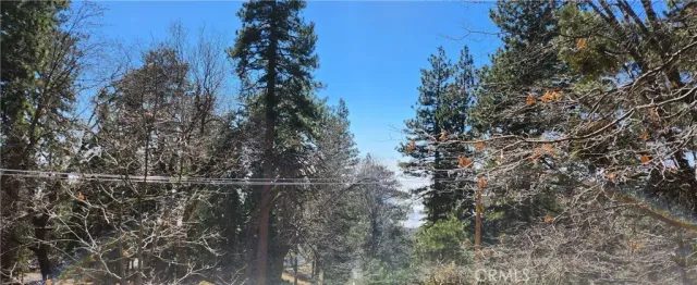 a close up of a plant in a backyard