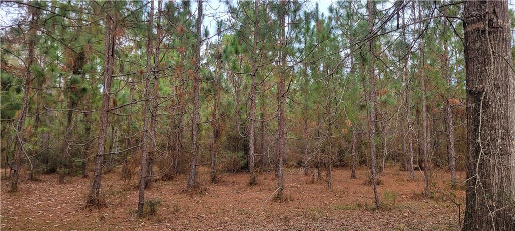 76555 Wilson Road Kentwood, LA 70444 - Photo 18 of 38