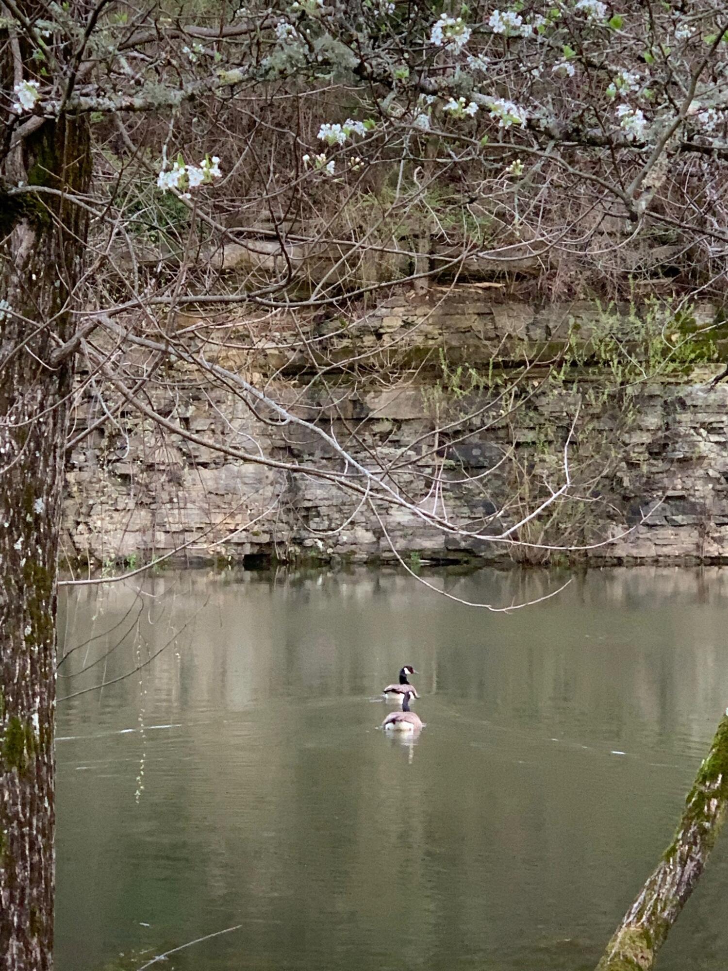 527 Reads Lake Road Chattanooga, TN 37415 - Photo 82 of 100 Ducks on the pond