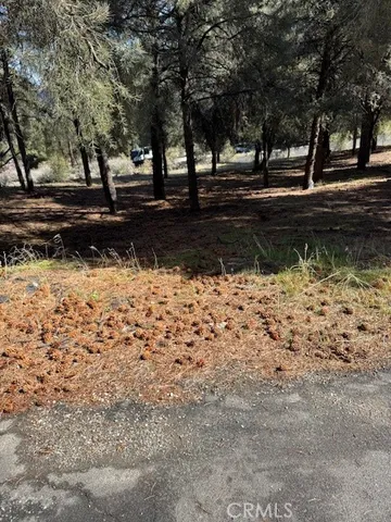 a view of a yard with large trees