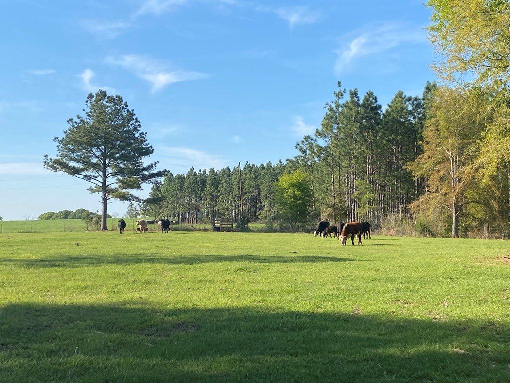 0 Co Road Abbeville, AL 36310 - Photo 43 of 53