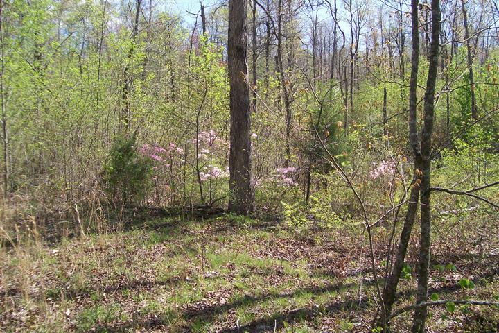 1678 Yoder Road Altamont, TN 37301 - Photo 1 of 2 Gallery Image 1