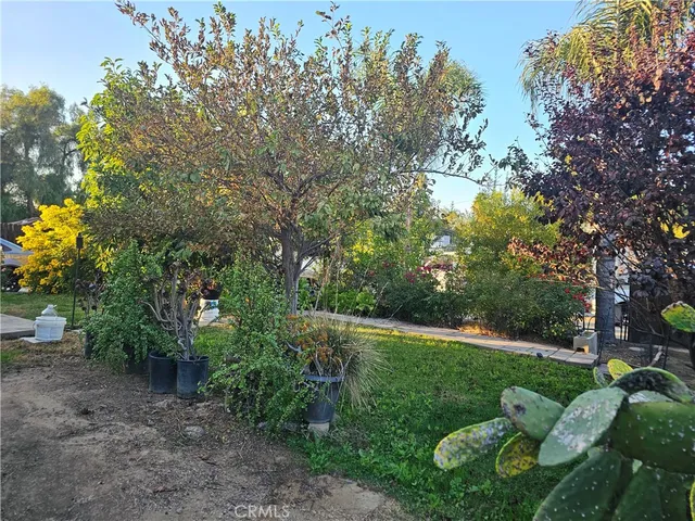 a yard with large trees and plants