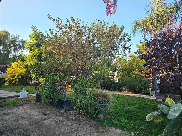 a view of a garden with a tree