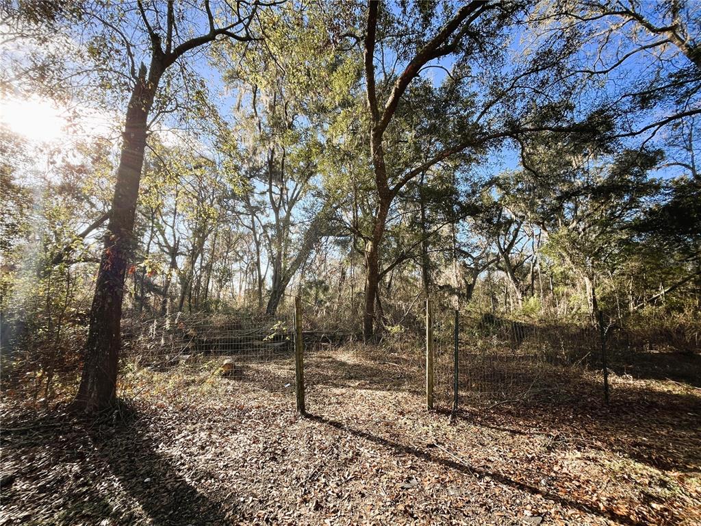 7750 156th Terrace Live Oak, FL 32060 - Photo 34 of 41 a view of a forest filled with trees