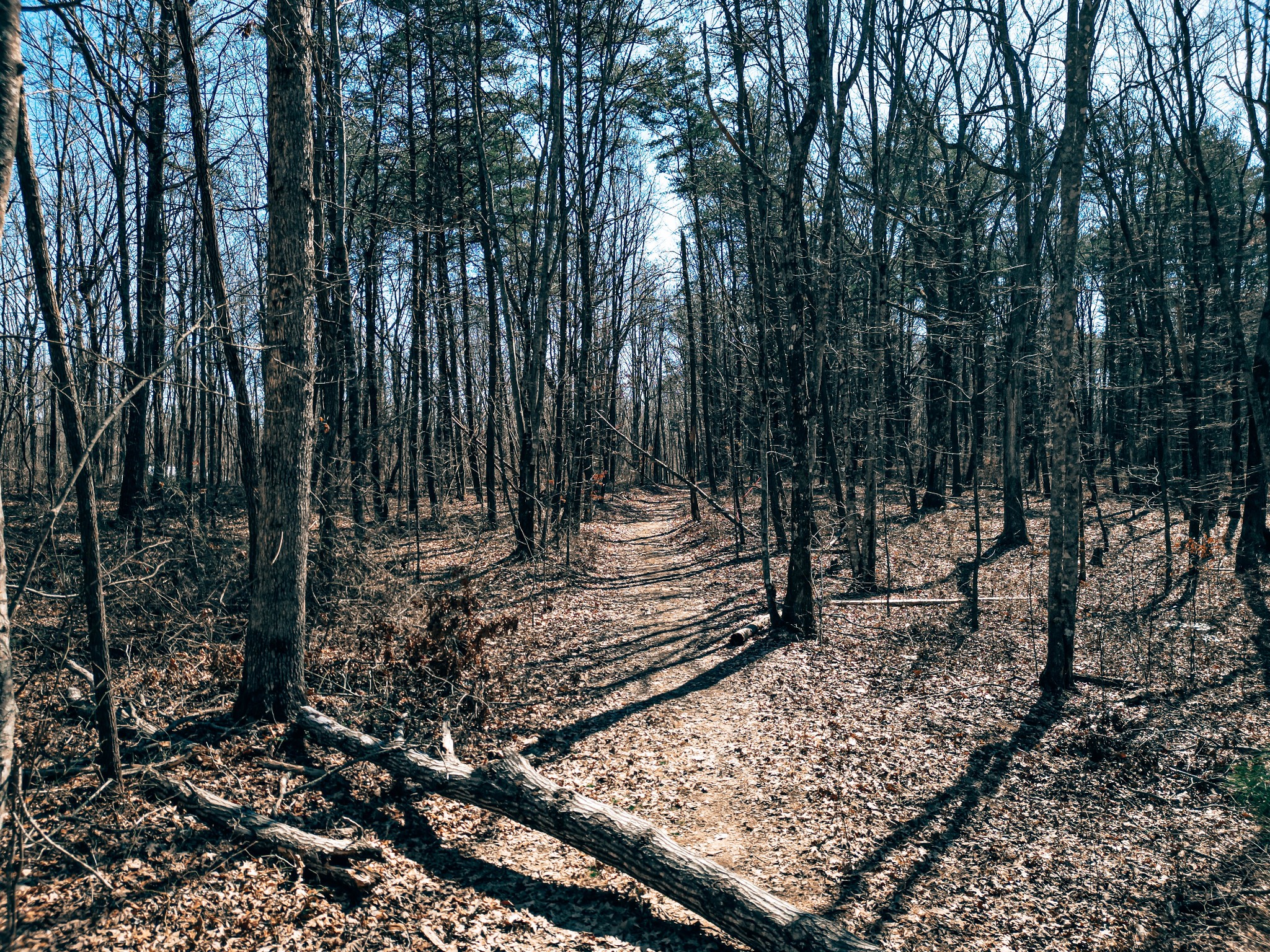 a view of a backyard with a trees