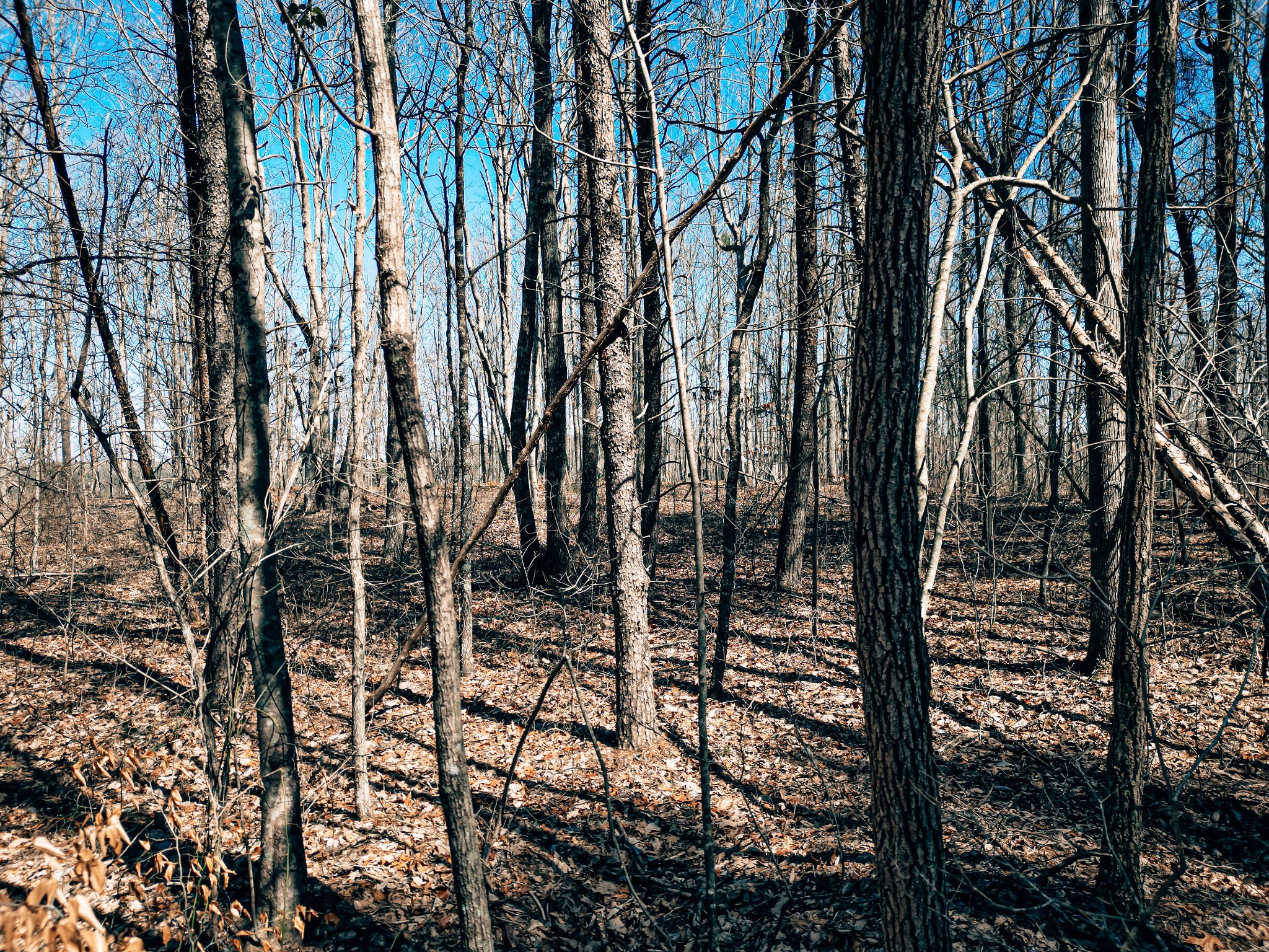 73 Twilight Point Monteagle, TN 37356 - Photo 14 of 16 a view of outdoor space