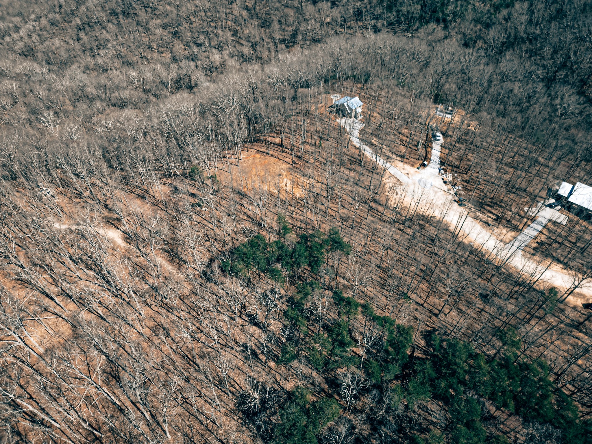 73 Twilight Point Monteagle, TN 37356 - Photo 7 of 16 a view of a forest with trees