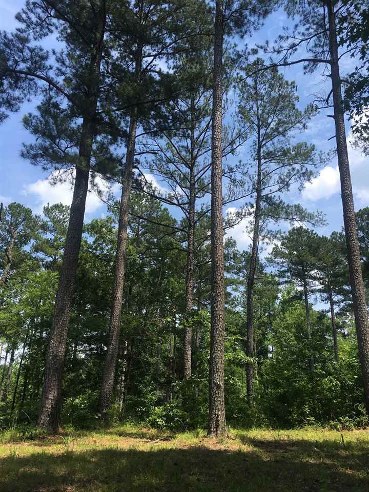 0 Truitt Road Pickens, MS 39146 - Photo 1 of 15 Photo 1