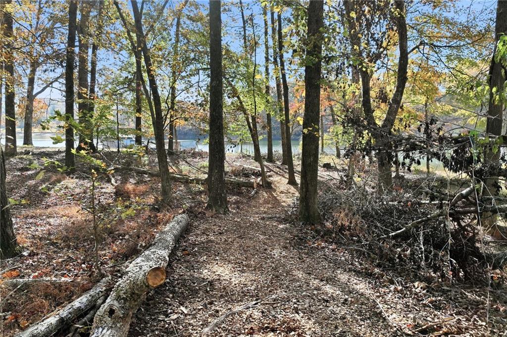 3613 Schofield Road Gainesville, GA 30506 - Photo 33 of 42 a view of a forest filled with trees