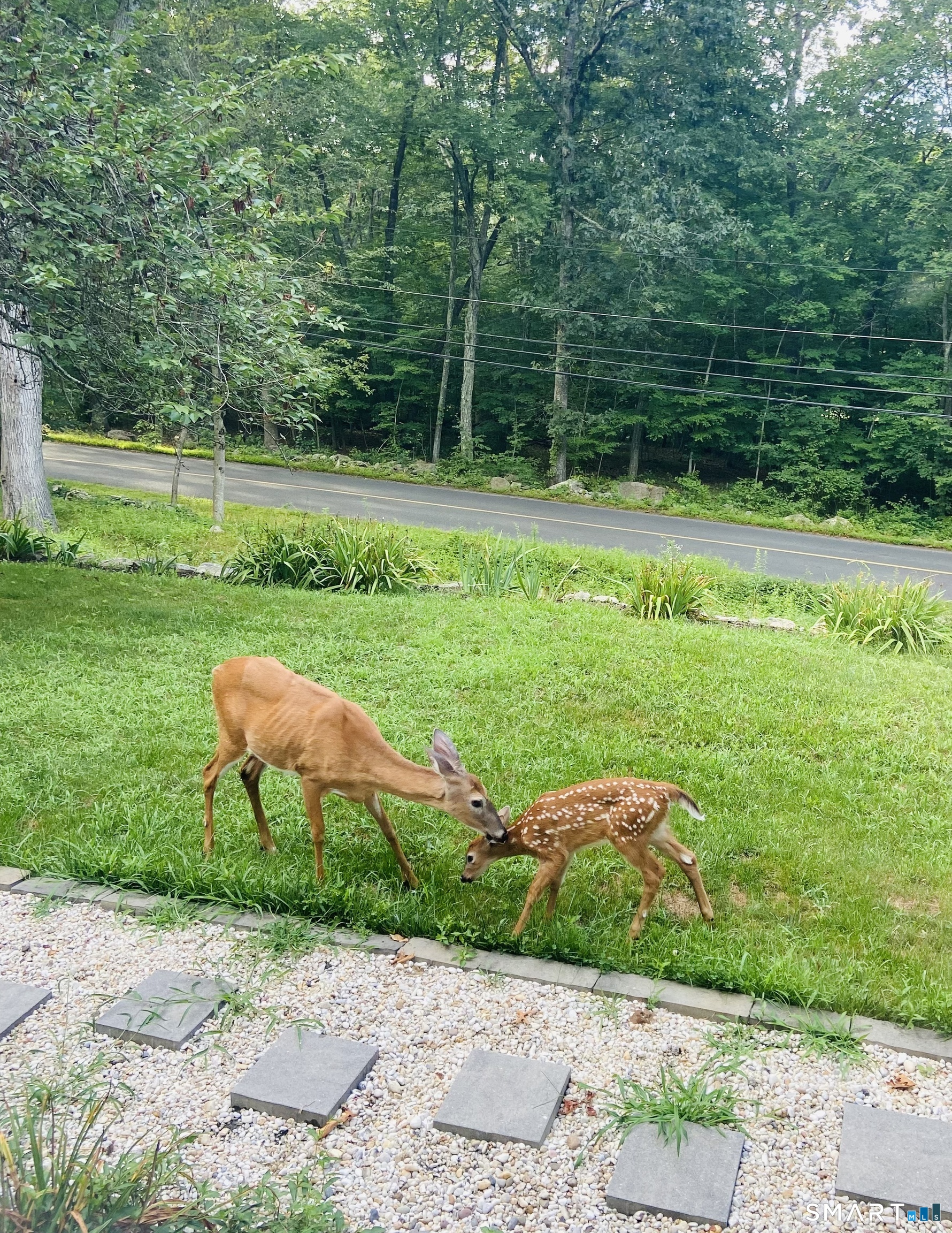 237 Chestnut Hill Road Killingworth, CT 06419 - Photo 32 of 39 a view of a backyard with a garden
