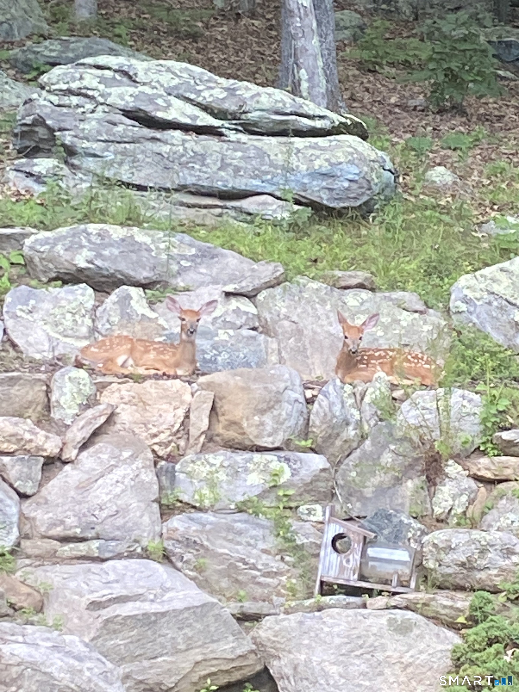 237 Chestnut Hill Road Killingworth, CT 06419 - Photo 34 of 39 a backyard of a house