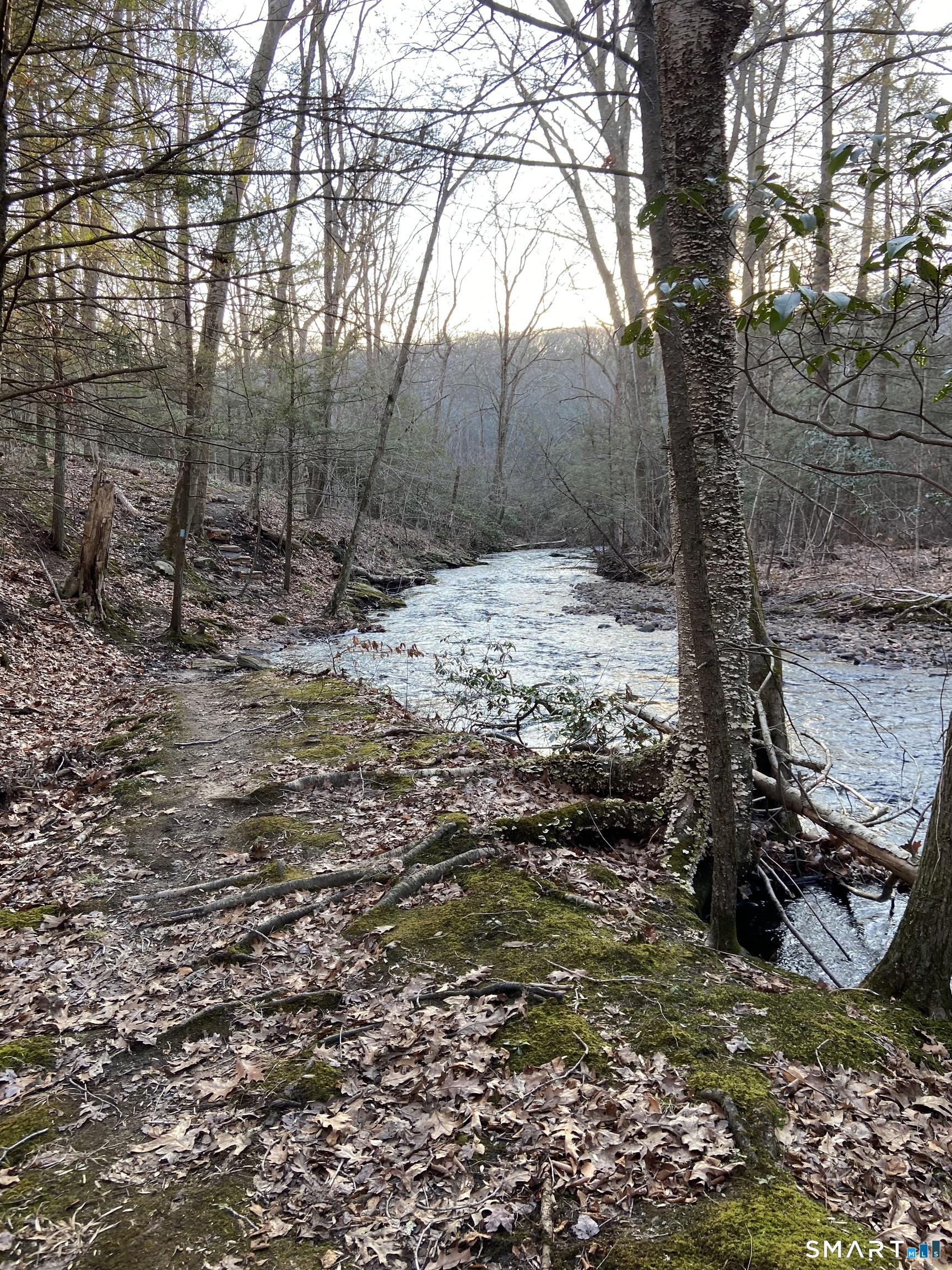 237 Chestnut Hill Road Killingworth, CT 06419 - Photo 36 of 39 a view of a trees with a tree