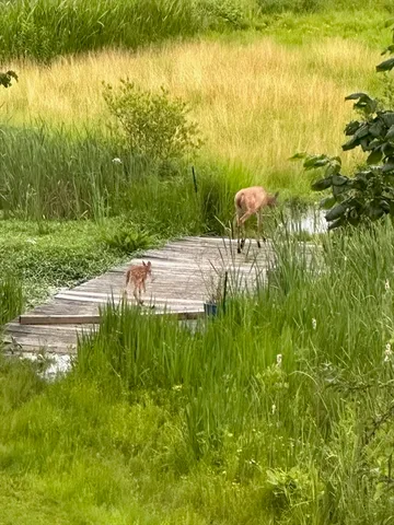 a view of a lake from a yard