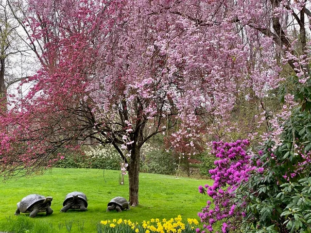a view of a backyard