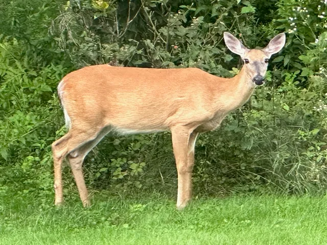 a view of a yard with a tree in the background
