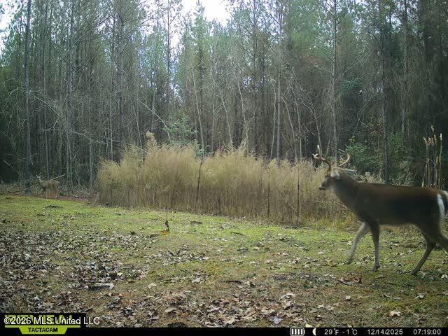 4102 County Road Goodman, MS 39079 - Photo 11 of 22 865509050567407-90-3-12142025120048-W100
