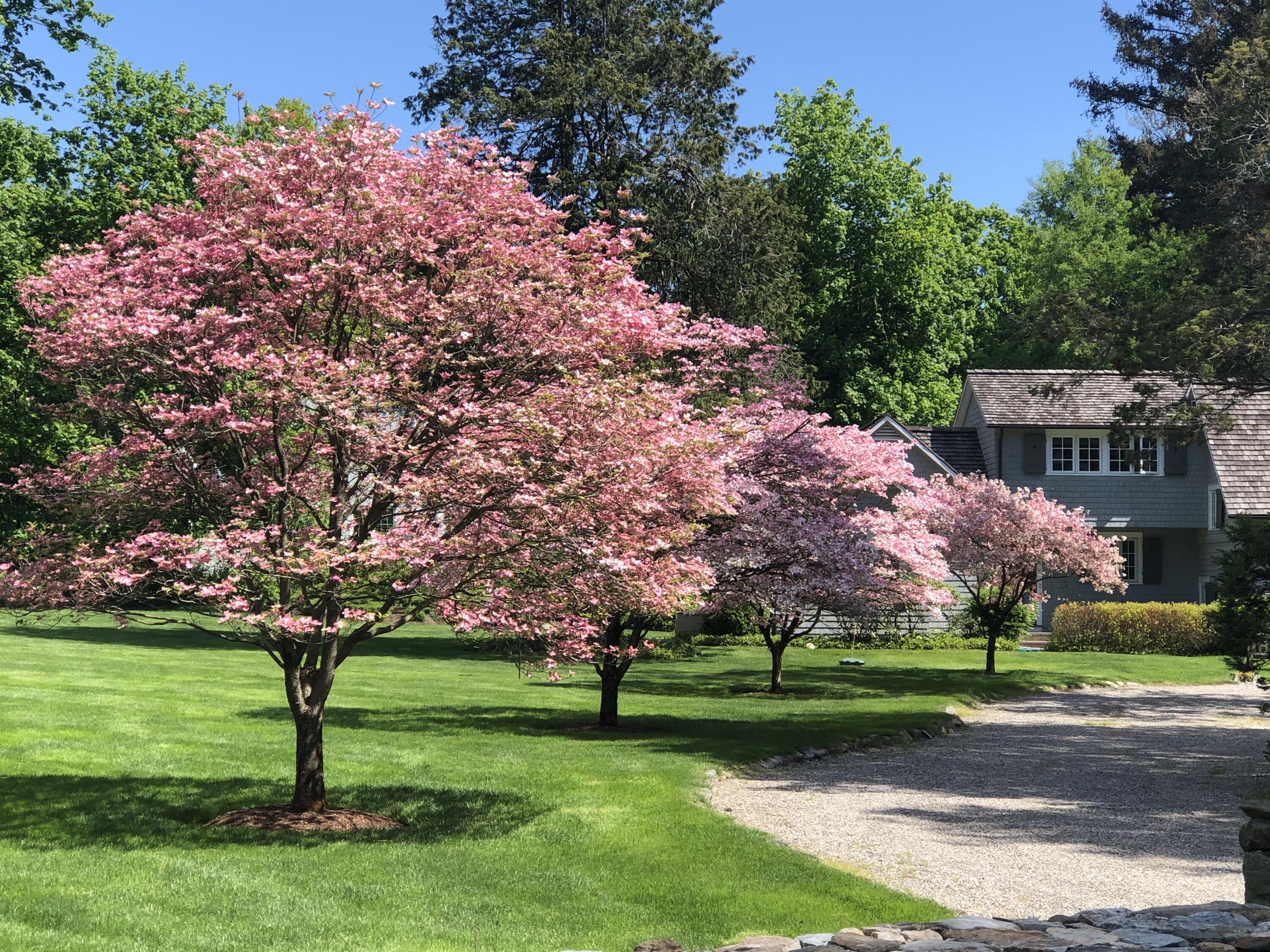 327 Hollow Tree Ridge Road Darien, CT 06820 - Photo 37 of 37 a view of a park with large trees
