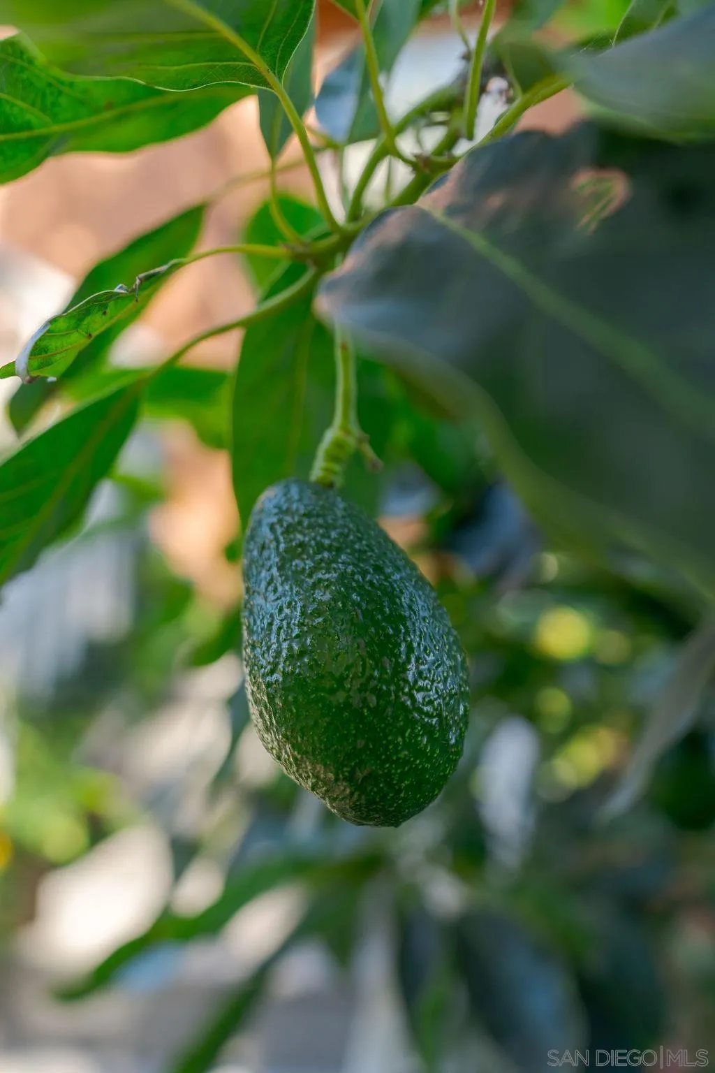 197 Double Eagle Glen Escondido, CA 92026 - Photo 65 of 70