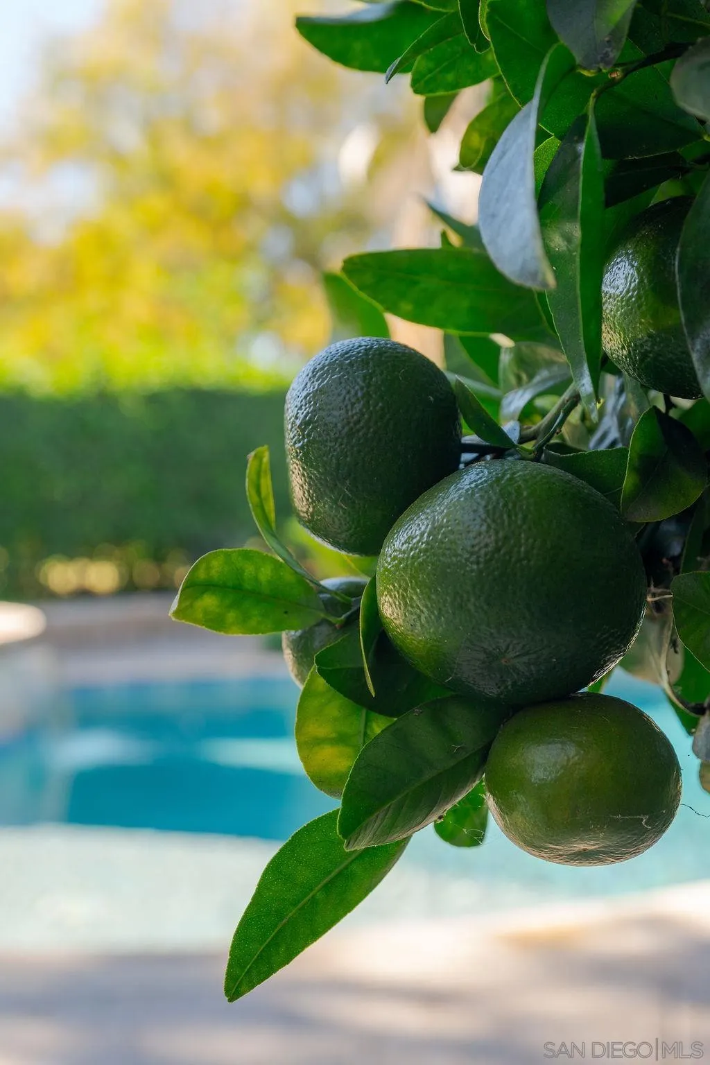197 Double Eagle Glen Escondido, CA 92026 - Photo 67 of 70 a view of an outdoor space and yard