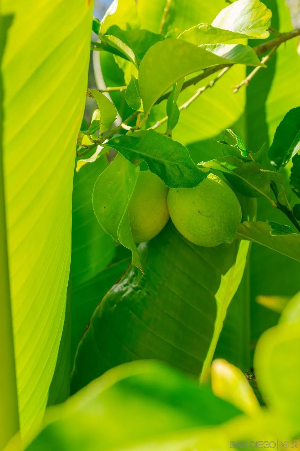 197 Double Eagle Glen Escondido, CA 92026 - Photo 69 of 70 a view of an empty room