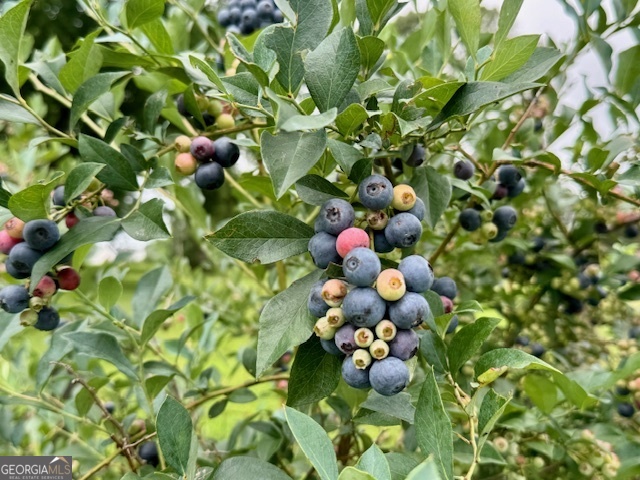 360 Morgan Mill Road Brooks, GA 30205 - Photo 75 of 87