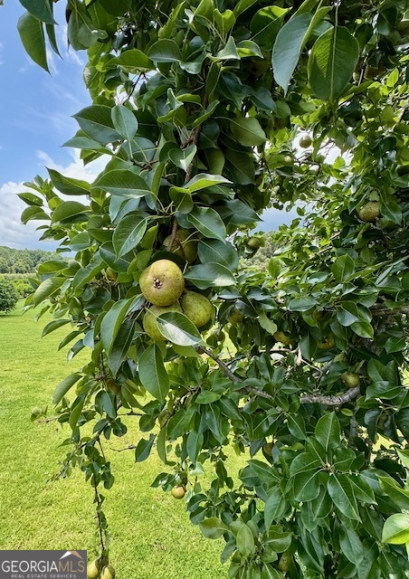 360 Morgan Mill Road Brooks, GA 30205 - Photo 77 of 87