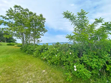 a view of a yard with a flower