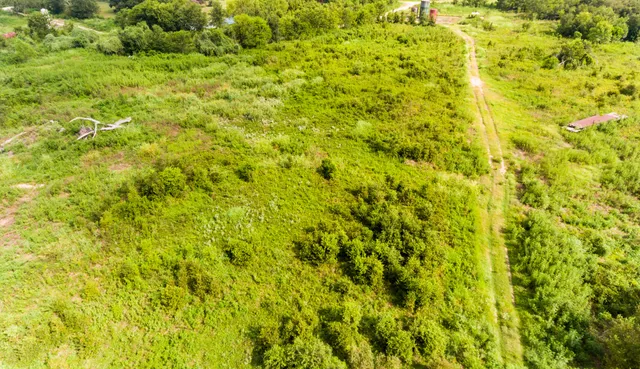 a view of a big yard with plants and large trees