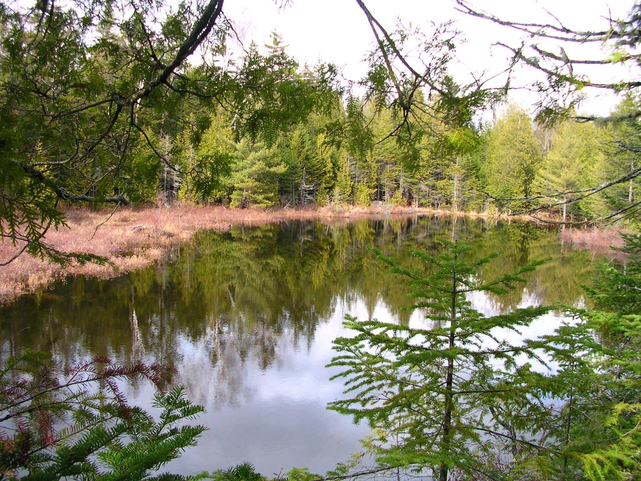 993 Loon Lake Road Dallas Plt, ME 04970 - Photo 42 of 42 Pond at north east edge of property