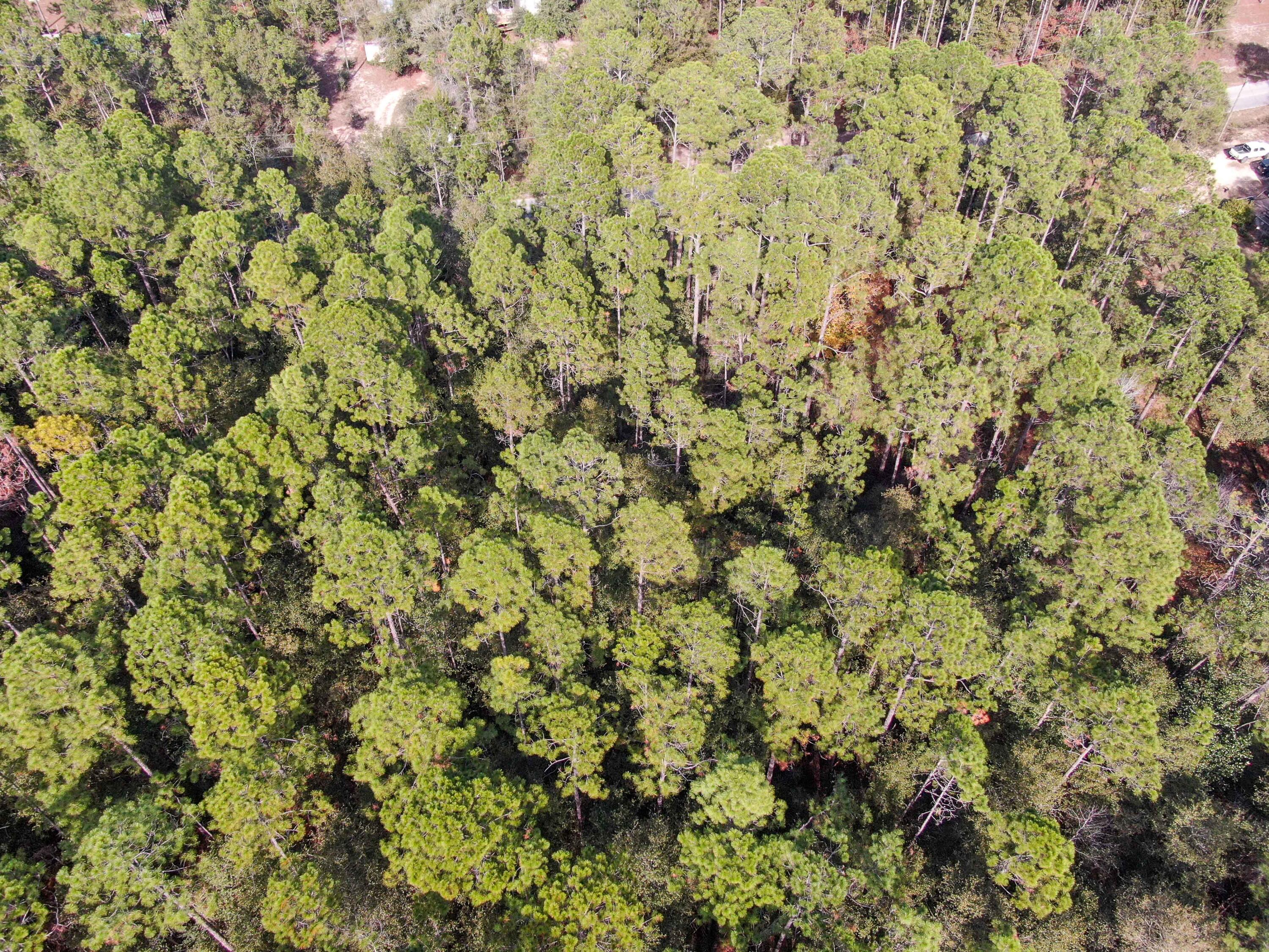 Lot 20 Huckaba Road DeFuniak Springs, FL 32435 - Photo 8 of 9 DJI_0532