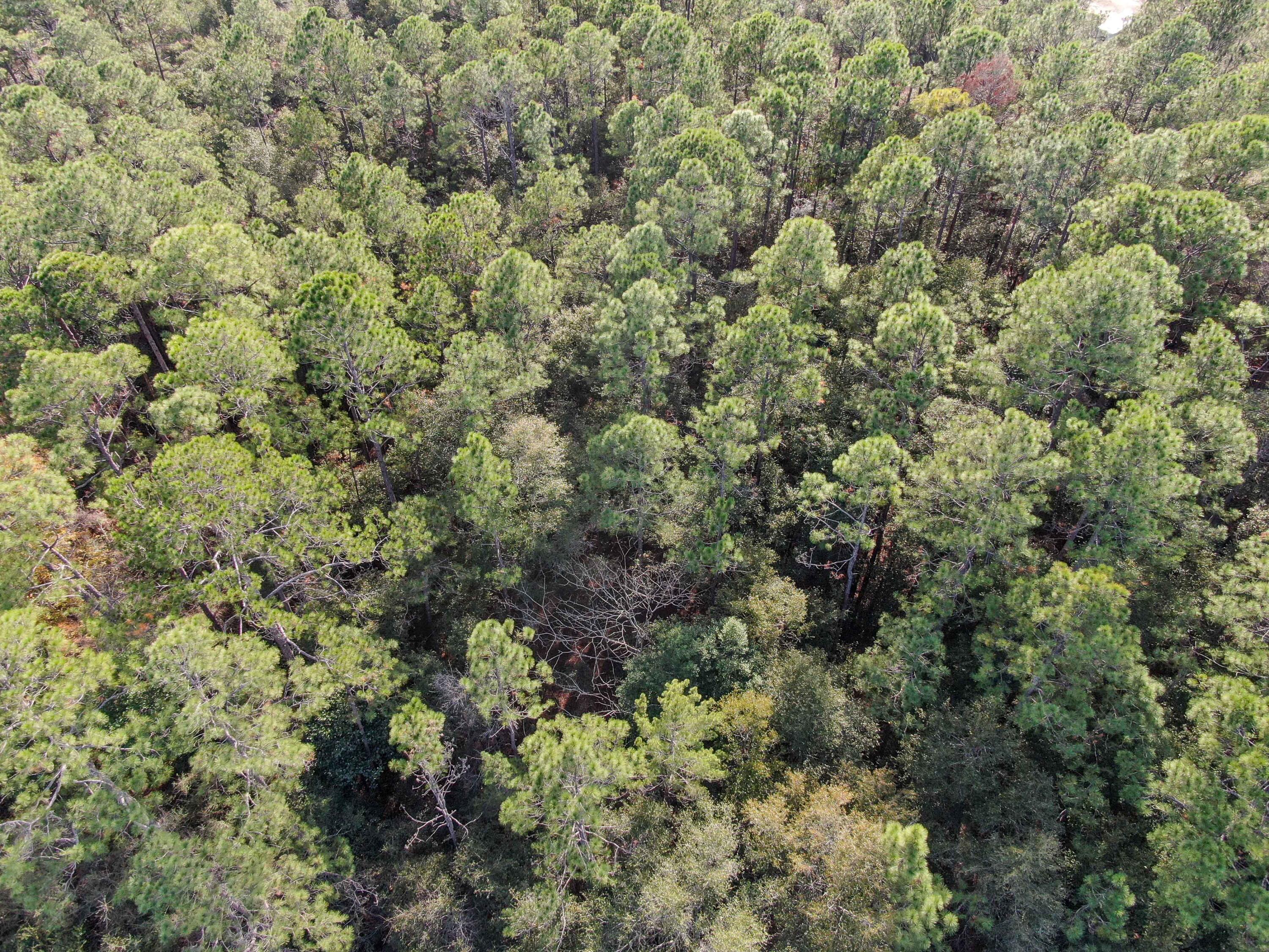 Lot 20 Huckaba Road DeFuniak Springs, FL 32435 - Photo 9 of 9 DJI_0535-2